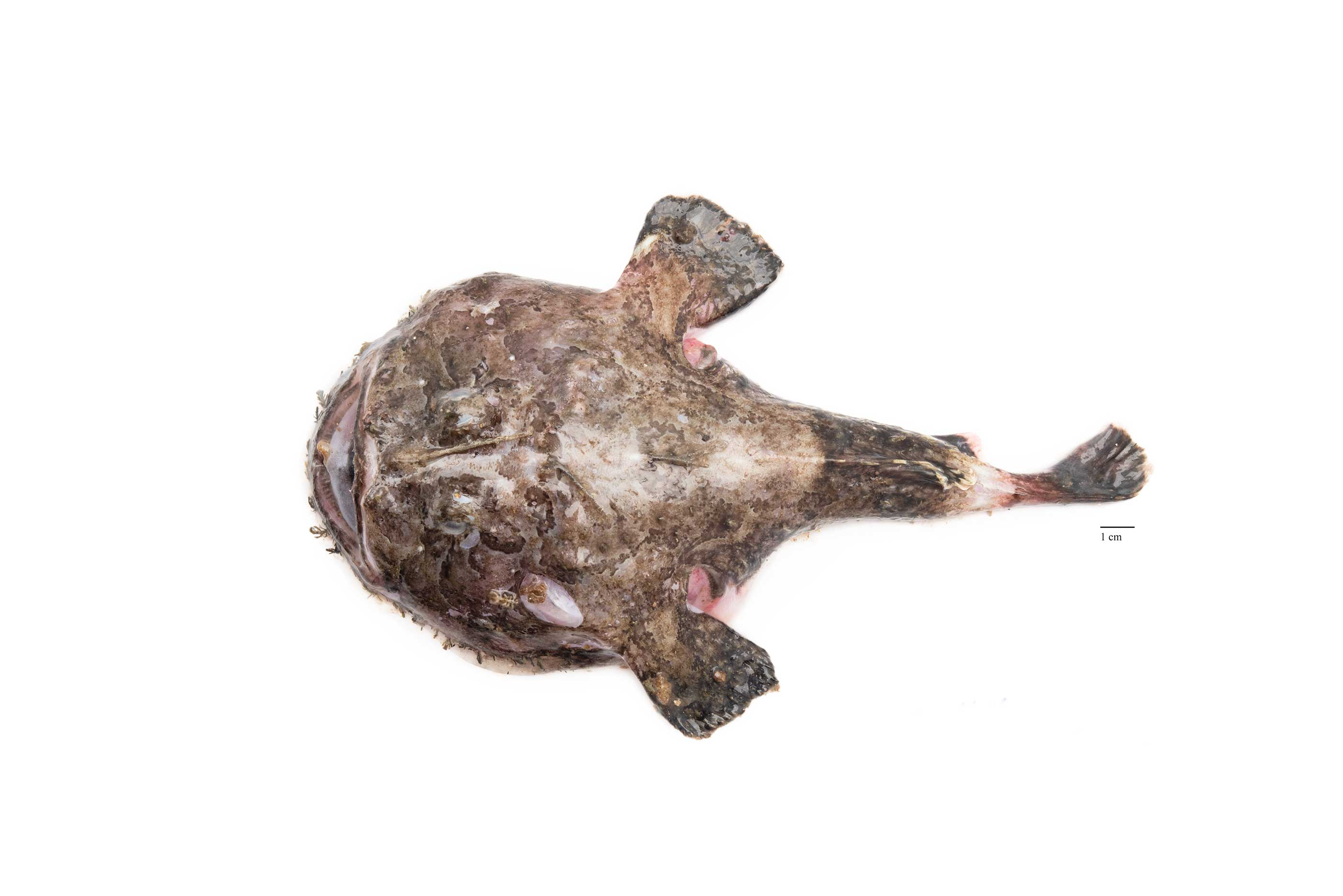 Image for Skötuselur