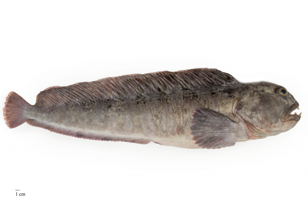 Image for Steinbítur