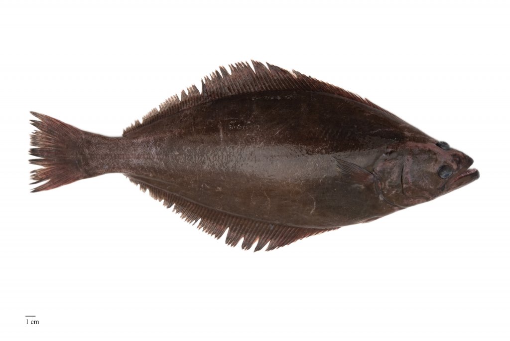 Image for Grálúða