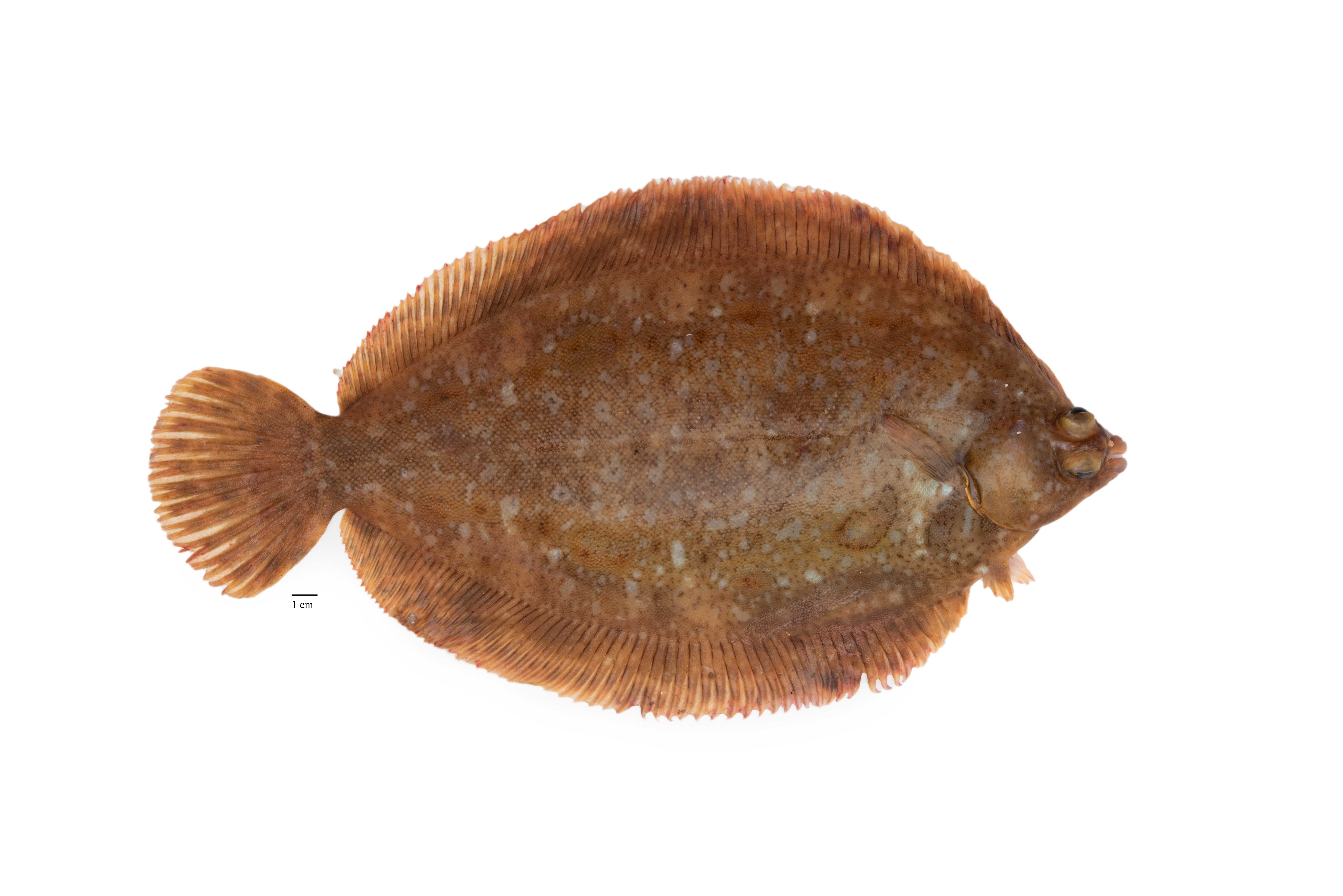 Image for Þykkvalúra