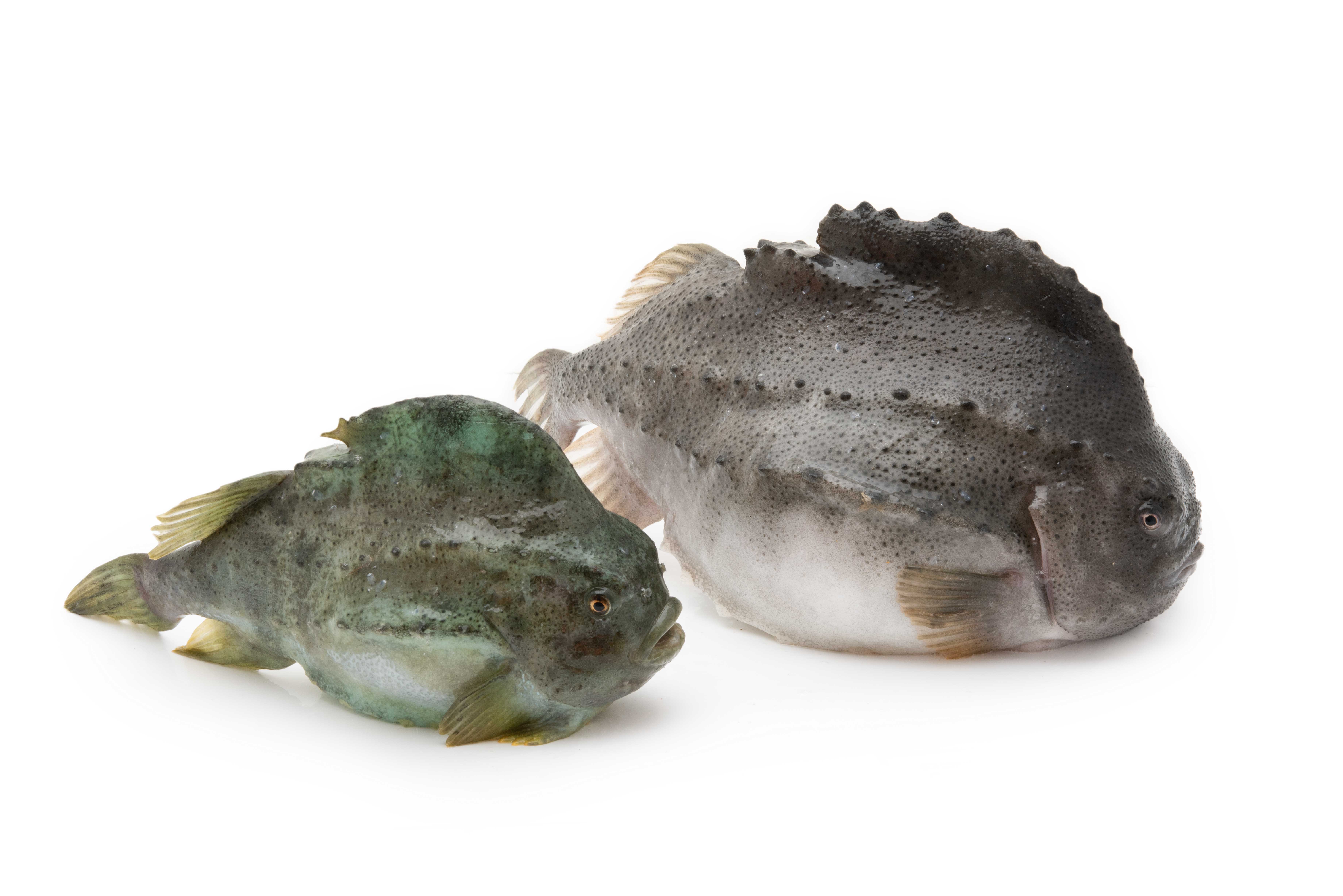 Image for Hrognkelsi