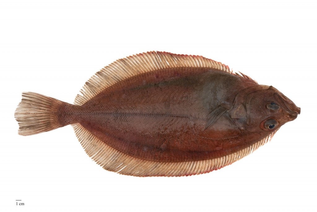 Image for Stórkjafta