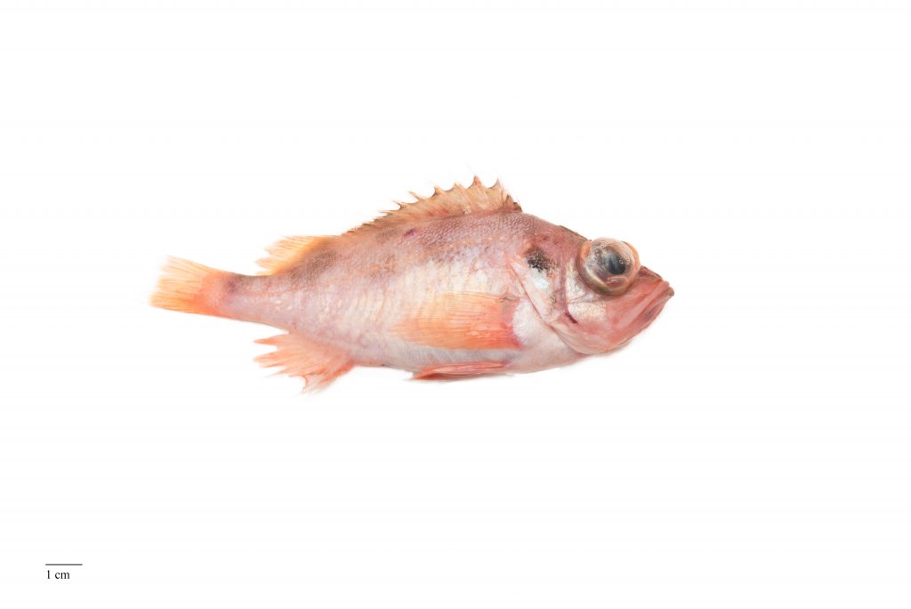 Image for Litli karfi