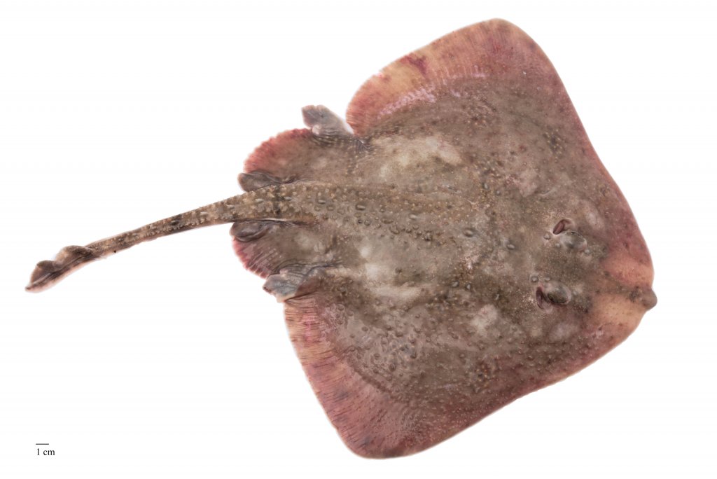 Image for Tindaskata